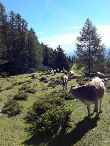 Posada Berghotel Schlickeralm 1.616 M