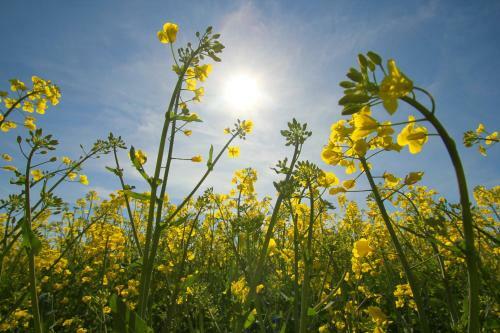 Hausbooturlaub In Gager Auf R�gen