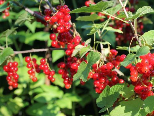 Apartamento Gartenblick