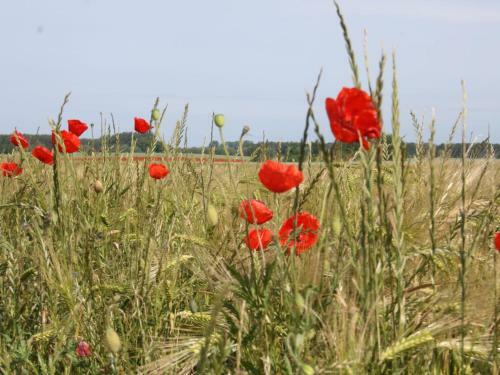 Apartamento Gartenblick