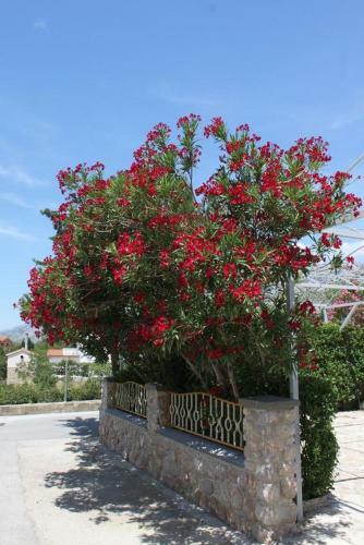 Apartment Starigrad 6591e