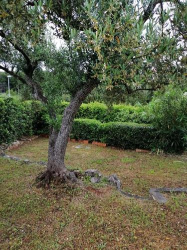 Holiday House With Wifi Supetar (brac) - 12323