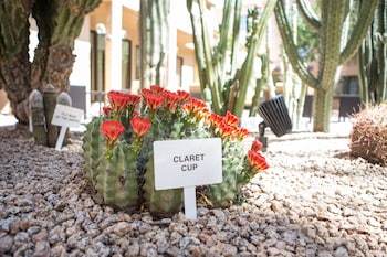 Hotel Courtyard By Marriott Phoenix Mesa