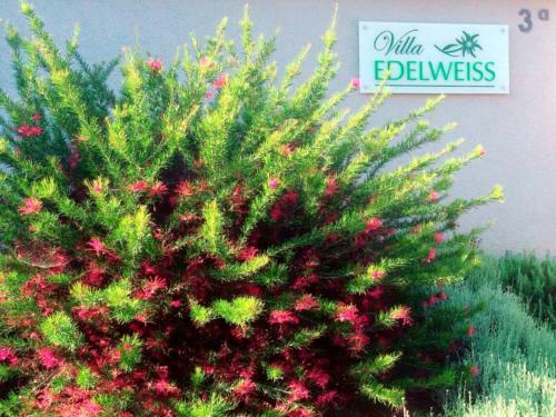 Villa Edelweiss
