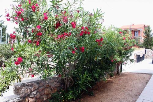 Apartamentos Studio Barbat 5015a