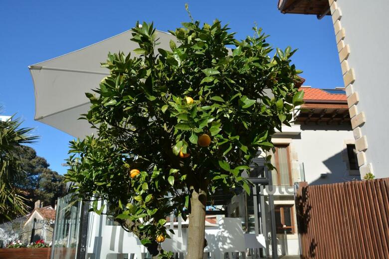 Hotel Tinas De Pechon