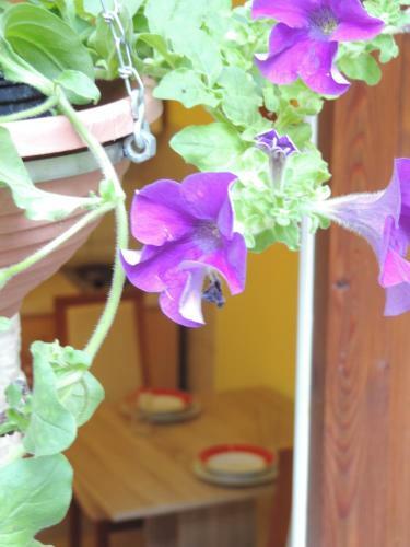 Apartment " Palmin Dvor"-jercic