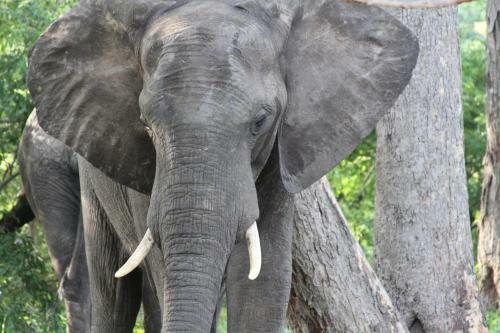 Gwango Elephant Lodge