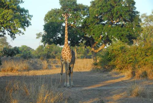 Lodge Zikomo Safari