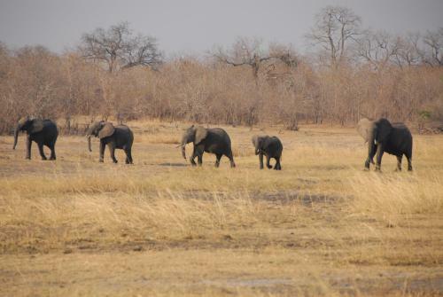 Lodge Zikomo Safari