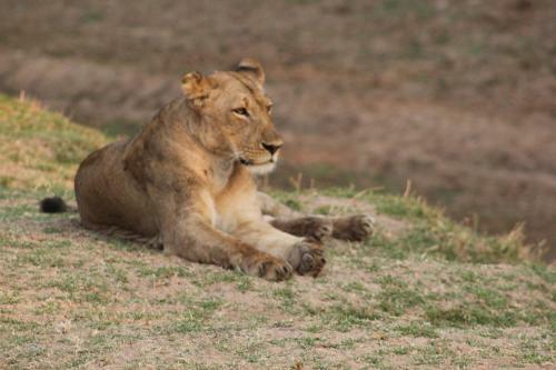 Lodge Zikomo Safari