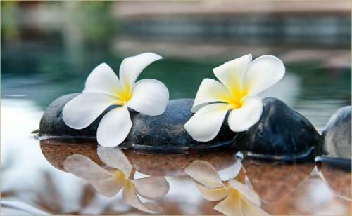 Paradise Island Moorea