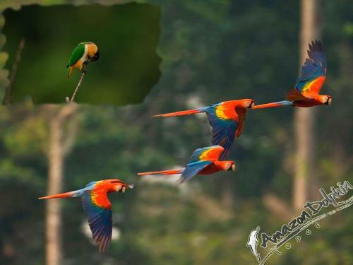 Amazon Dolphin Lodge