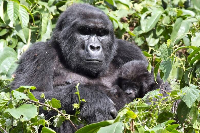 Hotel Silverback Lodge