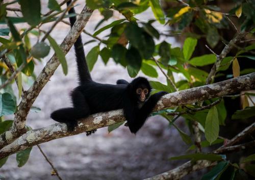 Lodge Tambopata Research Center