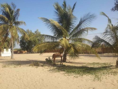 Lodge Keur Ocean