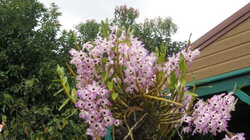 Les Agapanthes