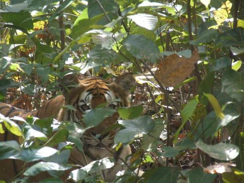 Mango Tree Lodge