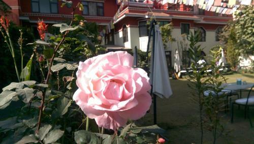 Hostal Rokpa Guest House
