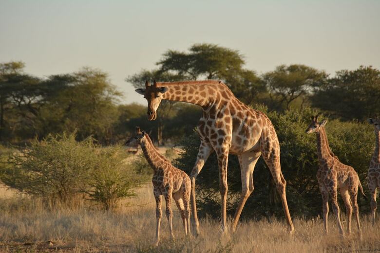 Hotel Gabus Game Ranch