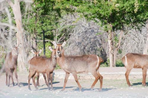 Lodge Emanya@etosha