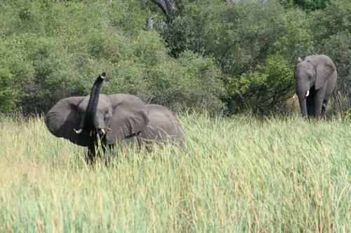 Nkasa Lupala Tented Lodge