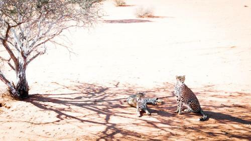 Lodge Bagatelle Kalahari Game Ranch