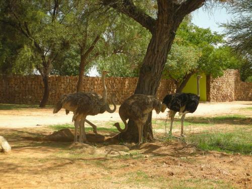 Auas Safari Lodge