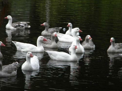 Hostal Chalet Andino