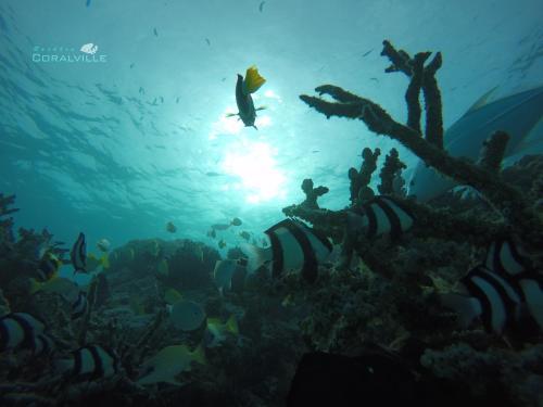 Hostal Rasdhoo Coralville