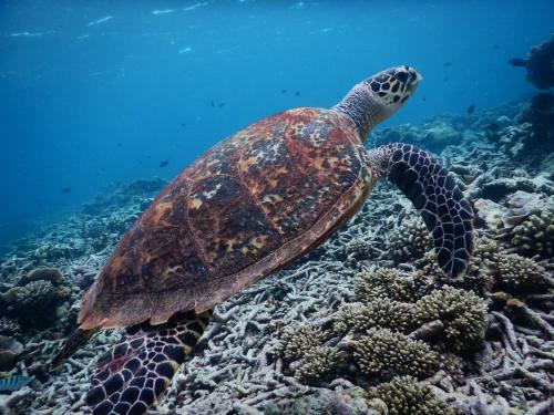Hostal Equa Reef Maldives