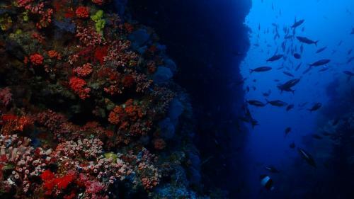 Hostal Boutique Beach All Inclusive Diving Hotel