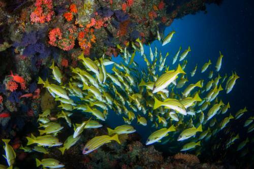 Hostal Boutique Beach All Inclusive Diving Hotel