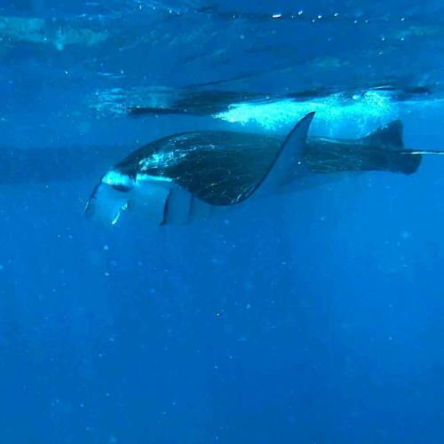 Hostal Sundive Lodge Maldives
