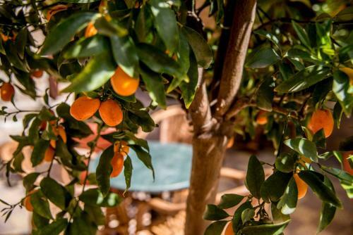 Bed & Breakfast Dar Camelia