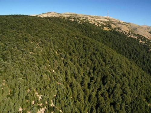 Bed & Breakfast Barouk Chouf "the View"