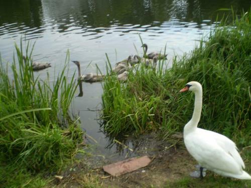 Hotel Saule