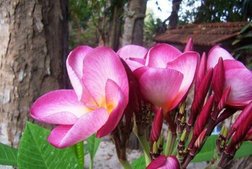 Hostal Posada El Jardin