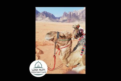 Wadi Rum Moon Light Camp