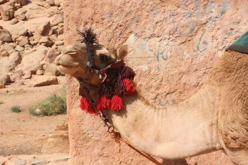Wadi Rum Bedouin Way Camp