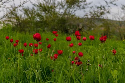 Sharhabil Bin Hasnah Ecopark