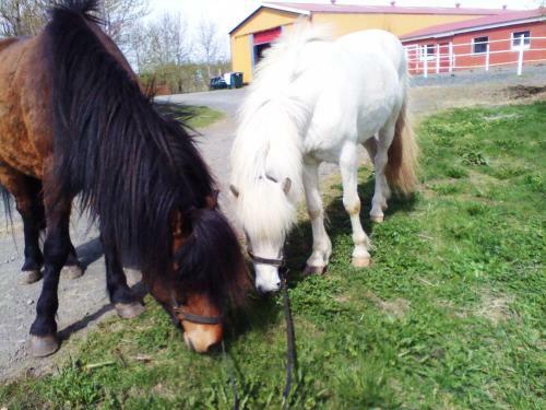 Hostal Country Dream - Langholt 2