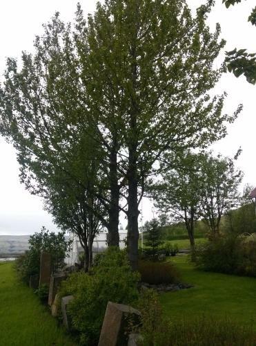 Bed & Breakfast Dalsh�fdi Guesthouse