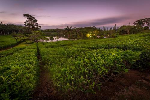 Bubble Lodge Bois Ch�ri Plantation