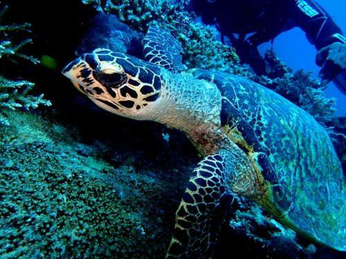 Hostal Dolphin Bay Divers Retreat