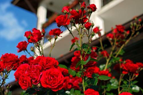 Hostal Villa Amfora