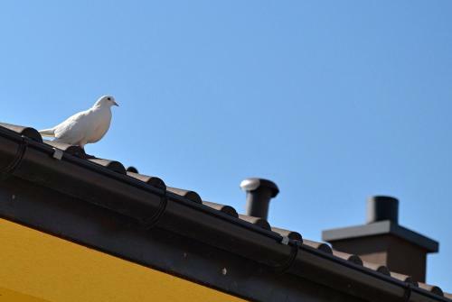 Guest House Colori