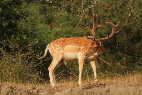 Villa Fauna
