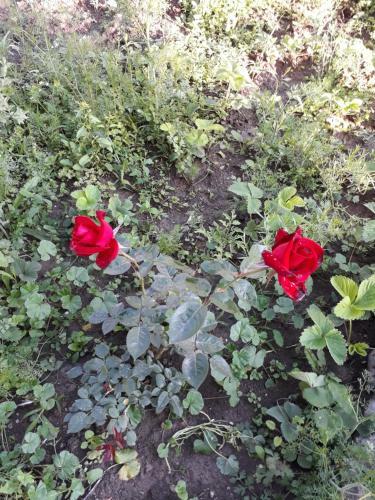 Green Dilijan B&B