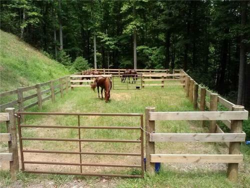 Horsin' Around